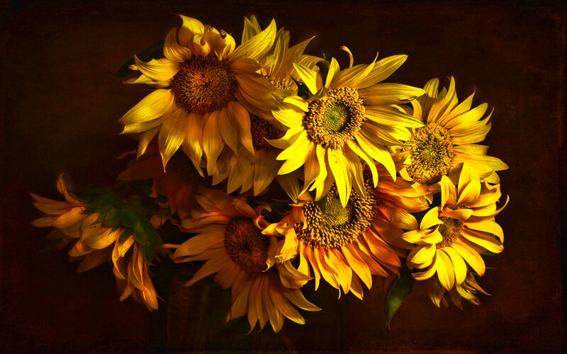 Bouquet of Sunflowers — Yellow, Dramatic