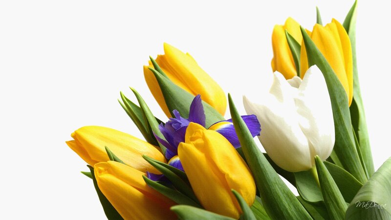 Bouquet of Tulips and Iris