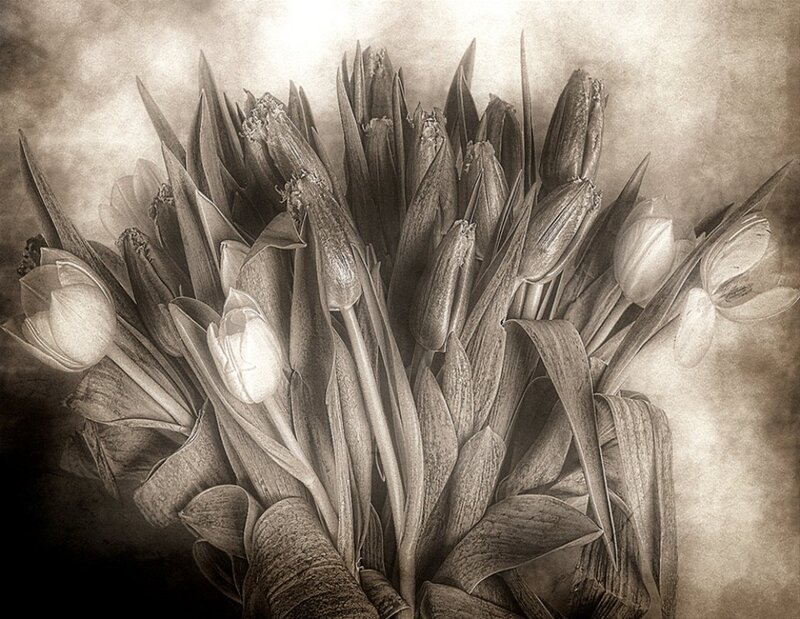 Bouquet of Tulips — Brown