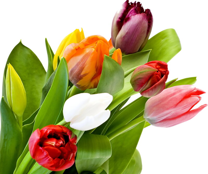 Bouquet of Tulips — Green