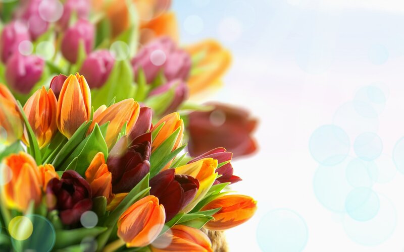 Bouquet of Tulips — Orange, Bright, Spring