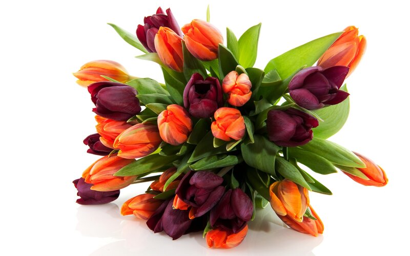 Bouquet of Tulips — Orange