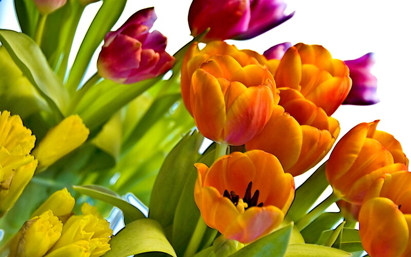 Bouquet of Tulips — Orange, Vibrant, Spring
