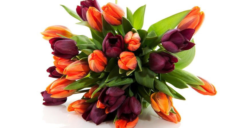 Bouquet of Tulips — Orange, Vibrant