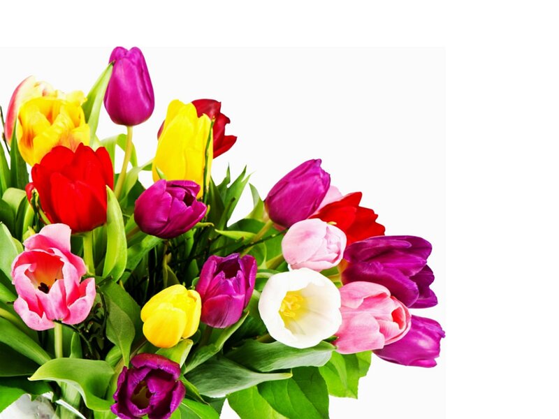 Bouquet of Tulips — Pink, Bright, Photograph