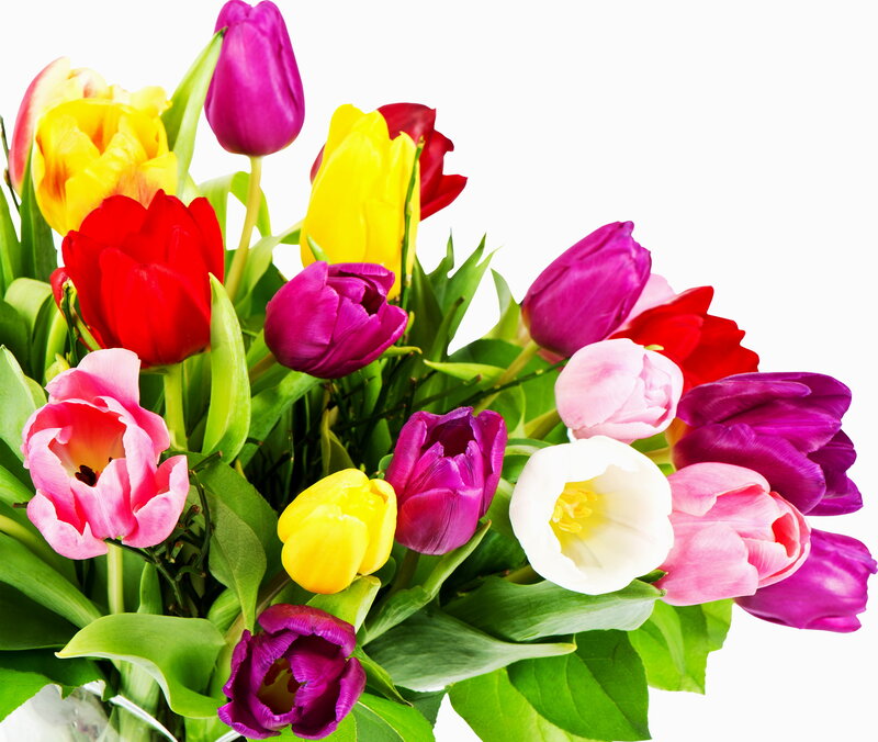 Bouquet of Tulips — Pink, Bright