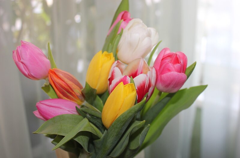 Bouquet of Tulips — Pink, Calm, Morning