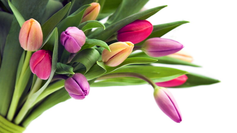 Bouquet of Tulips — Pink, Calm, Spring
