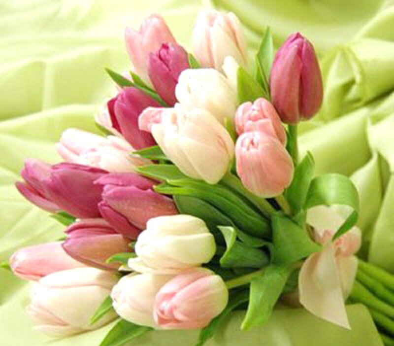 Bouquet of Tulips — Pink, Calm
