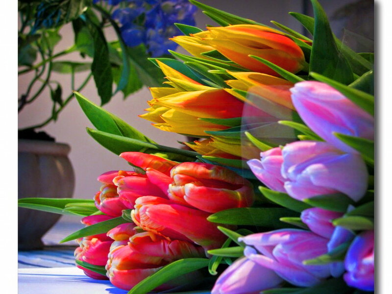 Bouquet of Tulips — Pink, Vibrant, Afternoon