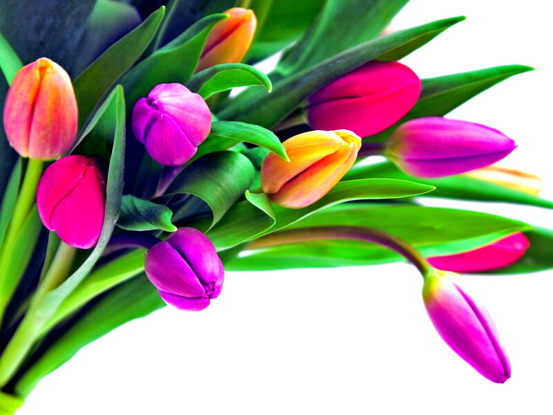 Bouquet of Tulips — Pink, Vibrant