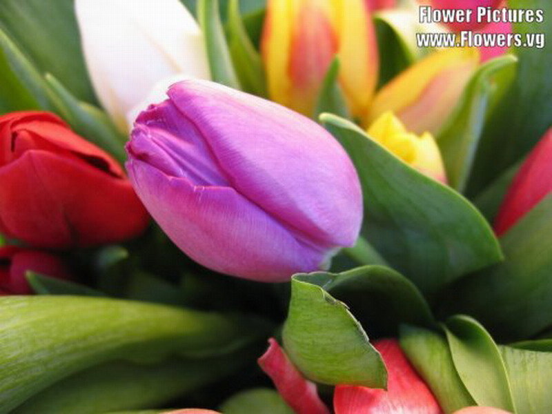 Bouquet of Tulips — Purple