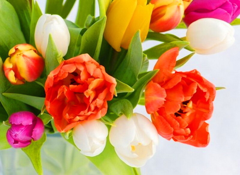 Bouquet of Tulips — Red, Bright