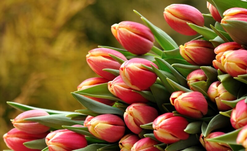 Bouquet of Tulips — Red, Calm, Spring