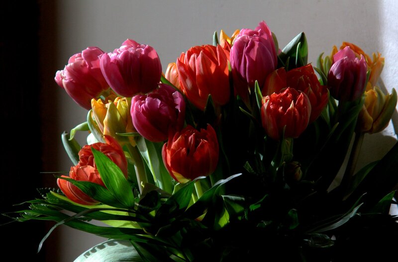 Bouquet of Tulips — Red, Dramatic