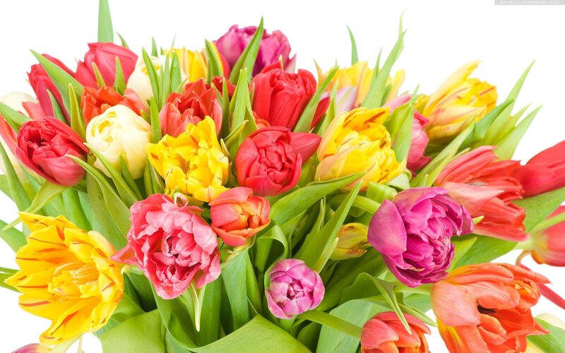 Bouquet of Tulips — Red