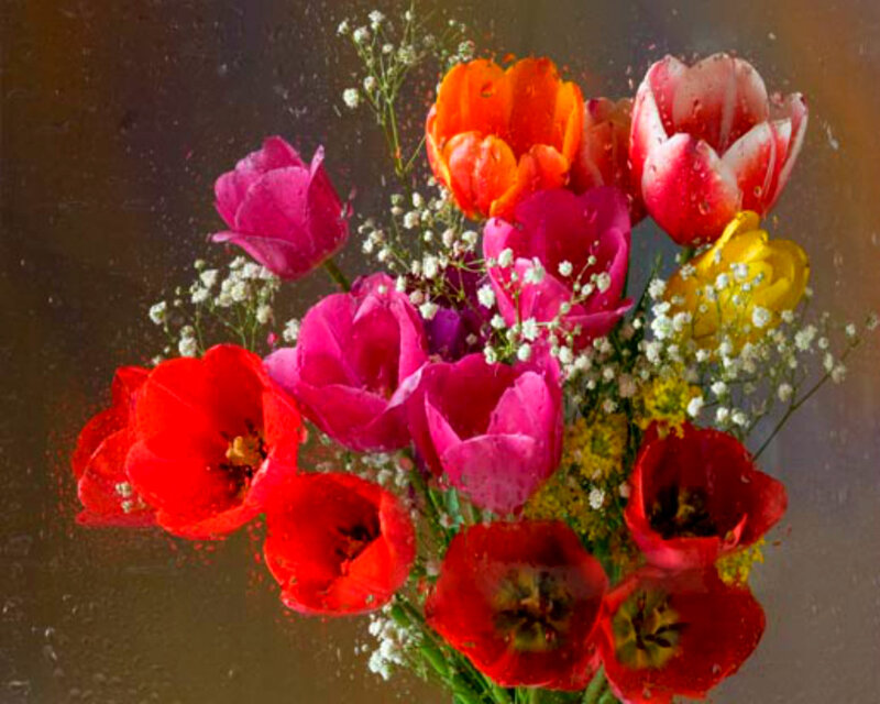 Bouquet of Tulips — Red, Vibrant, Photograph