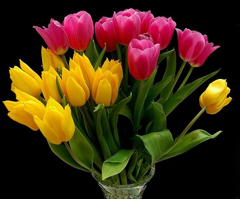 Bouquet of Tulips — Yellow, Calm, Photograph