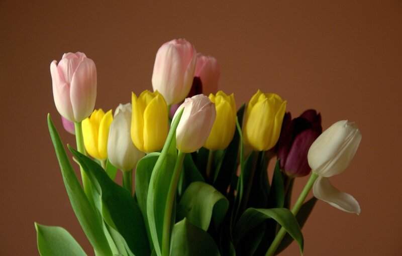 Bouquet of Tulips — Yellow, Calm