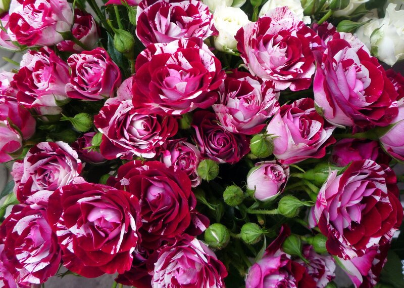 Bouquet of Variegated Roses