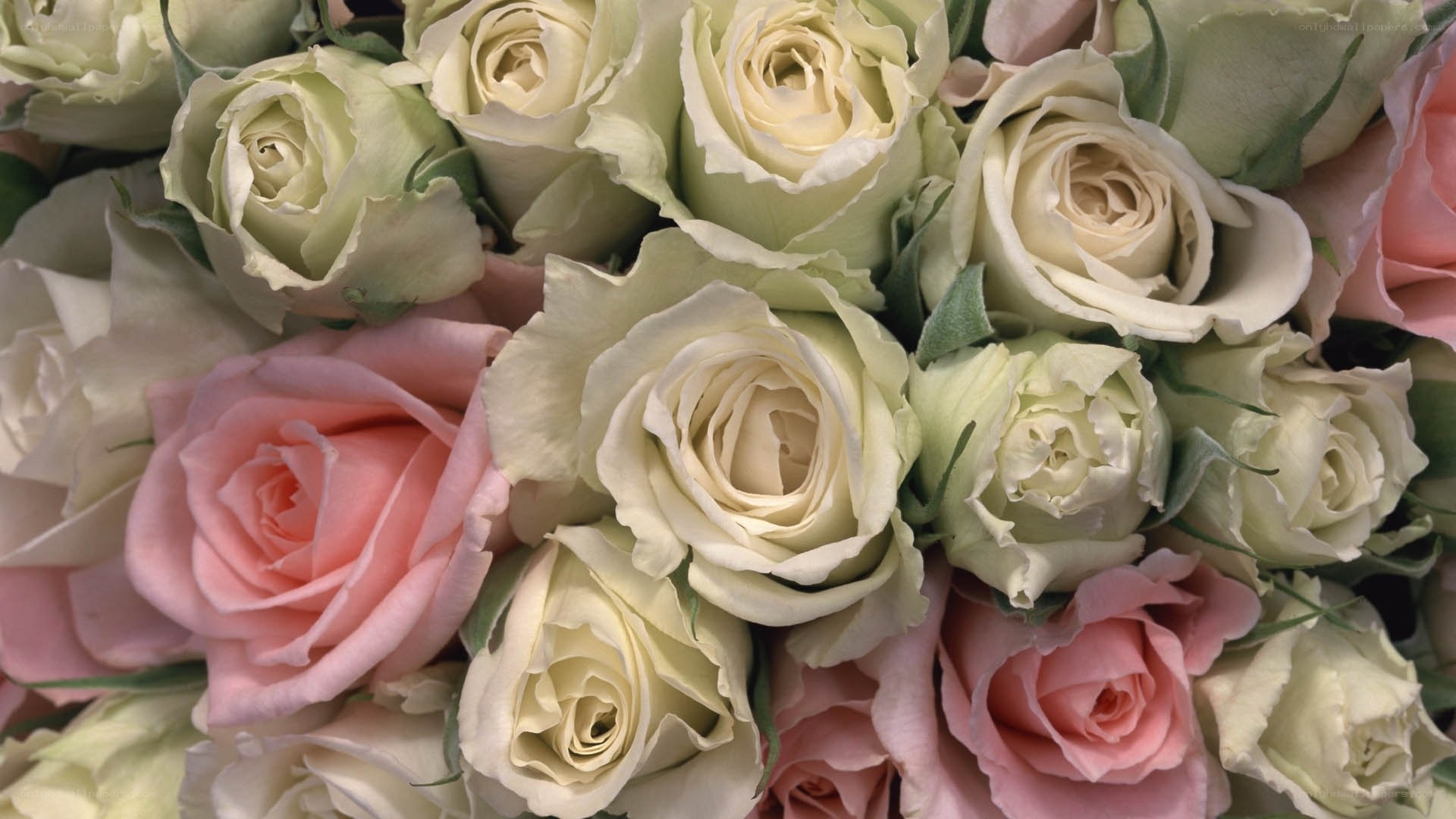 bouquet of white and pink roses