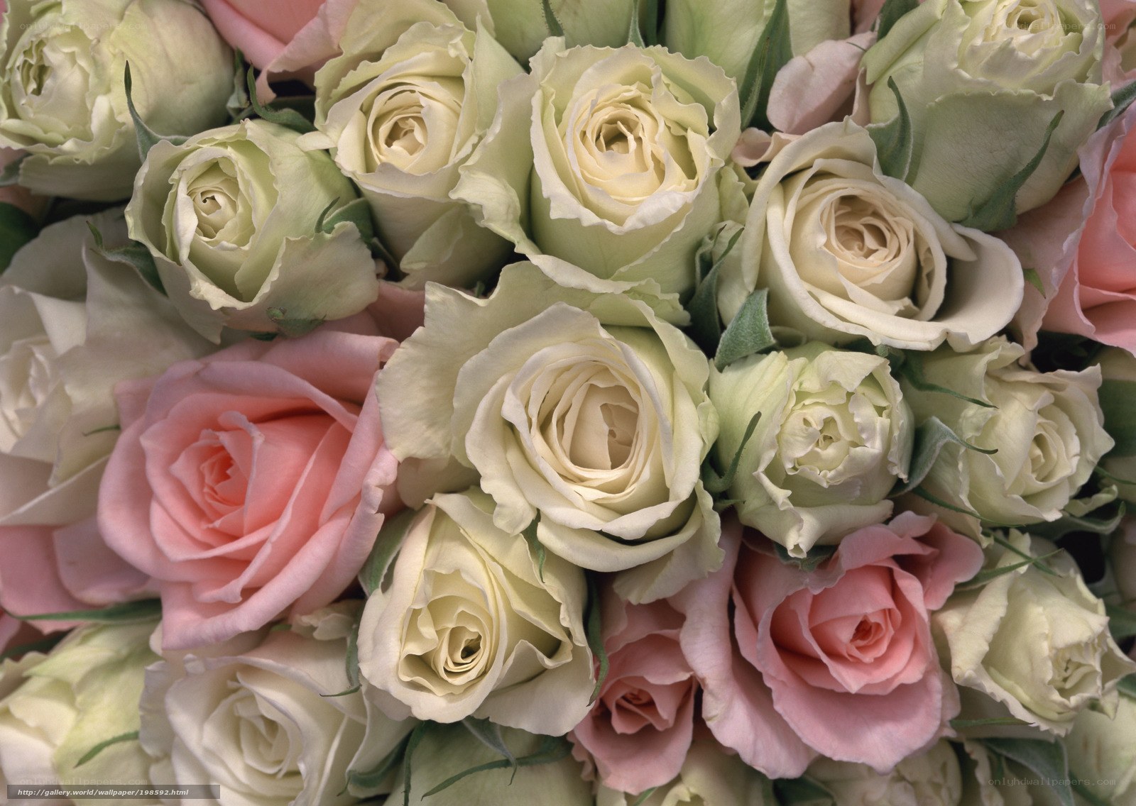 bouquet of white and pink roses