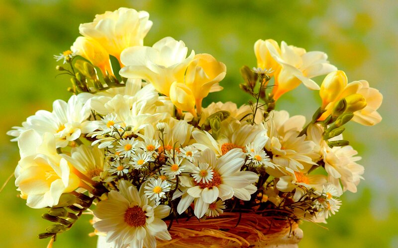 Bouquet of White and Yellow Flowers — Serene