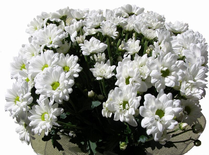 bouquet of white chrysanthemums
