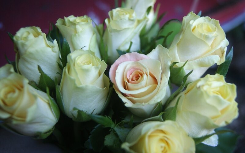 bouquet of white roses