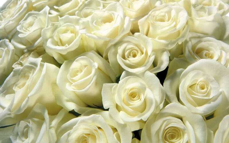 bouquet of white roses