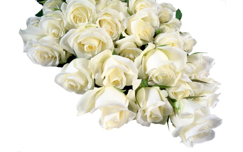 bouquet of white roses