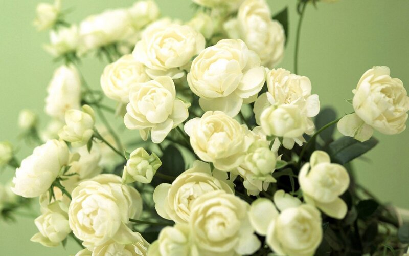 bouquet of white roses