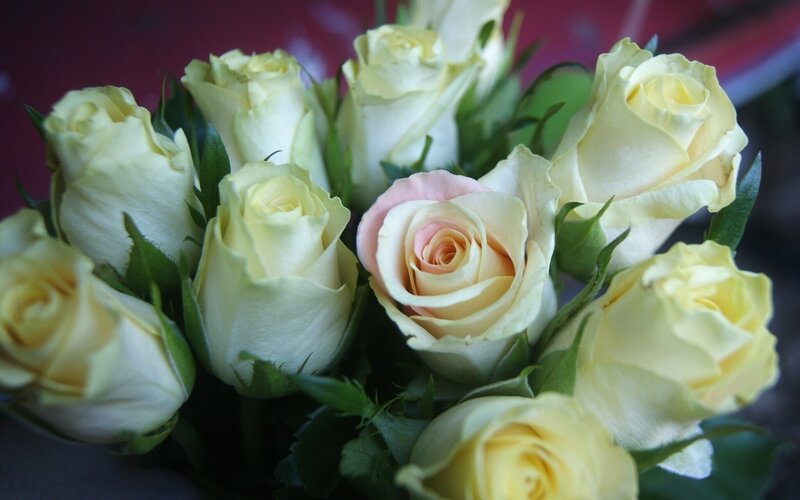 bouquet of white roses