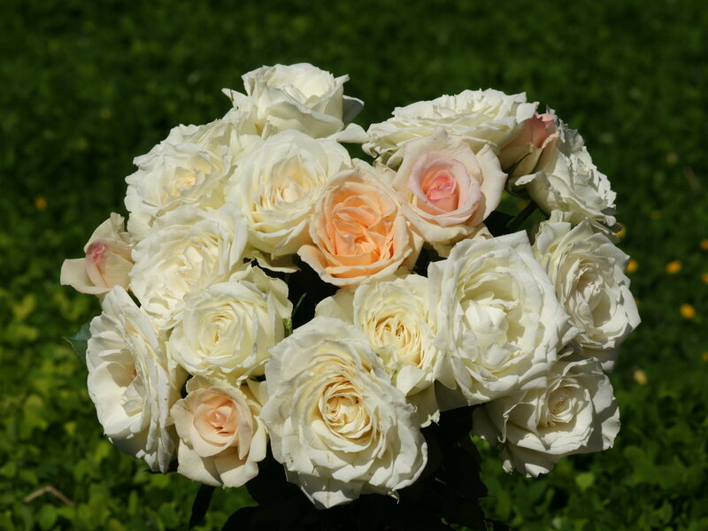 bouquet of white roses
