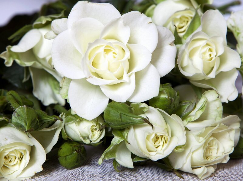bouquet of white roses