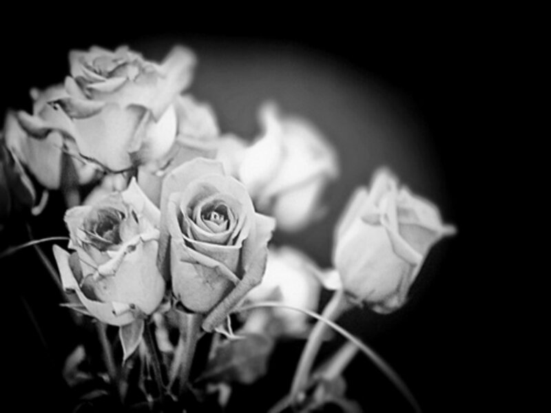 Bouquet of White Roses — Black