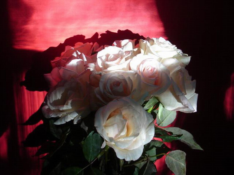 Bouquet of White Roses — Dramatic