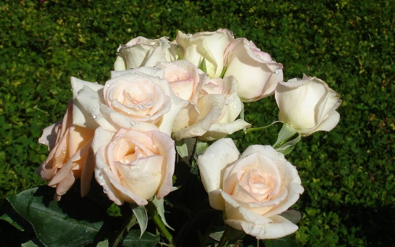 Bouquet of White Roses — Serene, Afternoon, Photograph