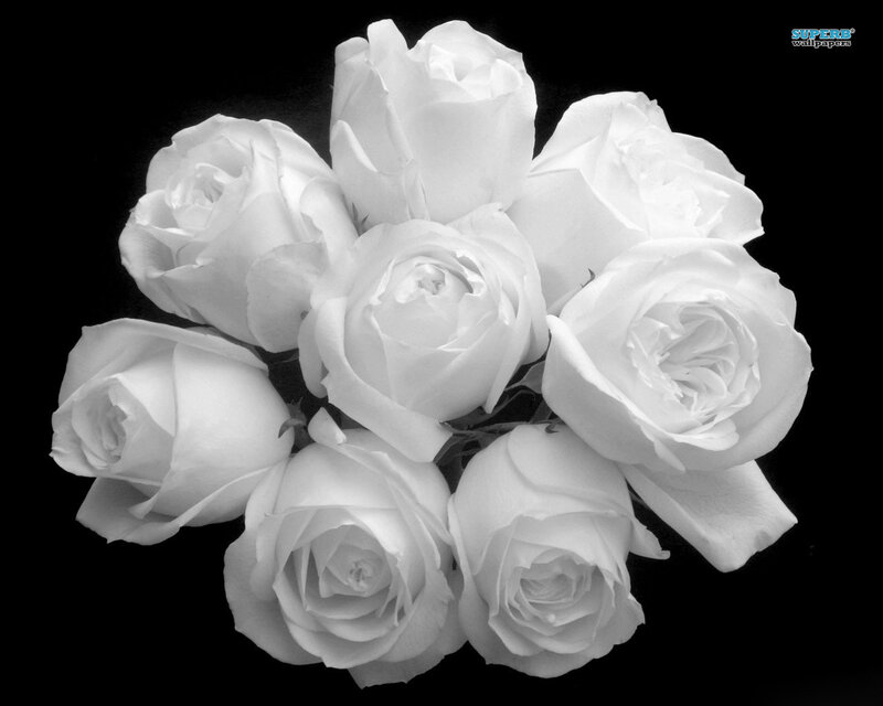 Bouquet of White Roses — Serene, Photograph, Black Background