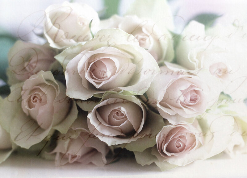 Bouquet of White Roses — Soft