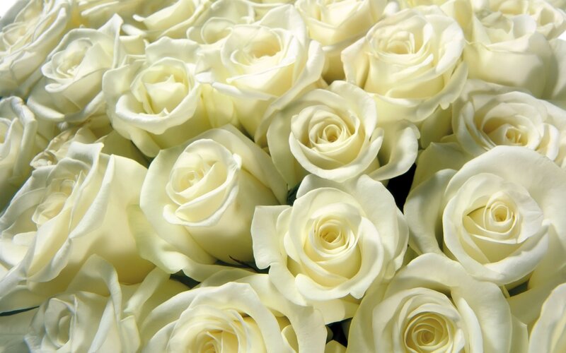 bouquet of white roses