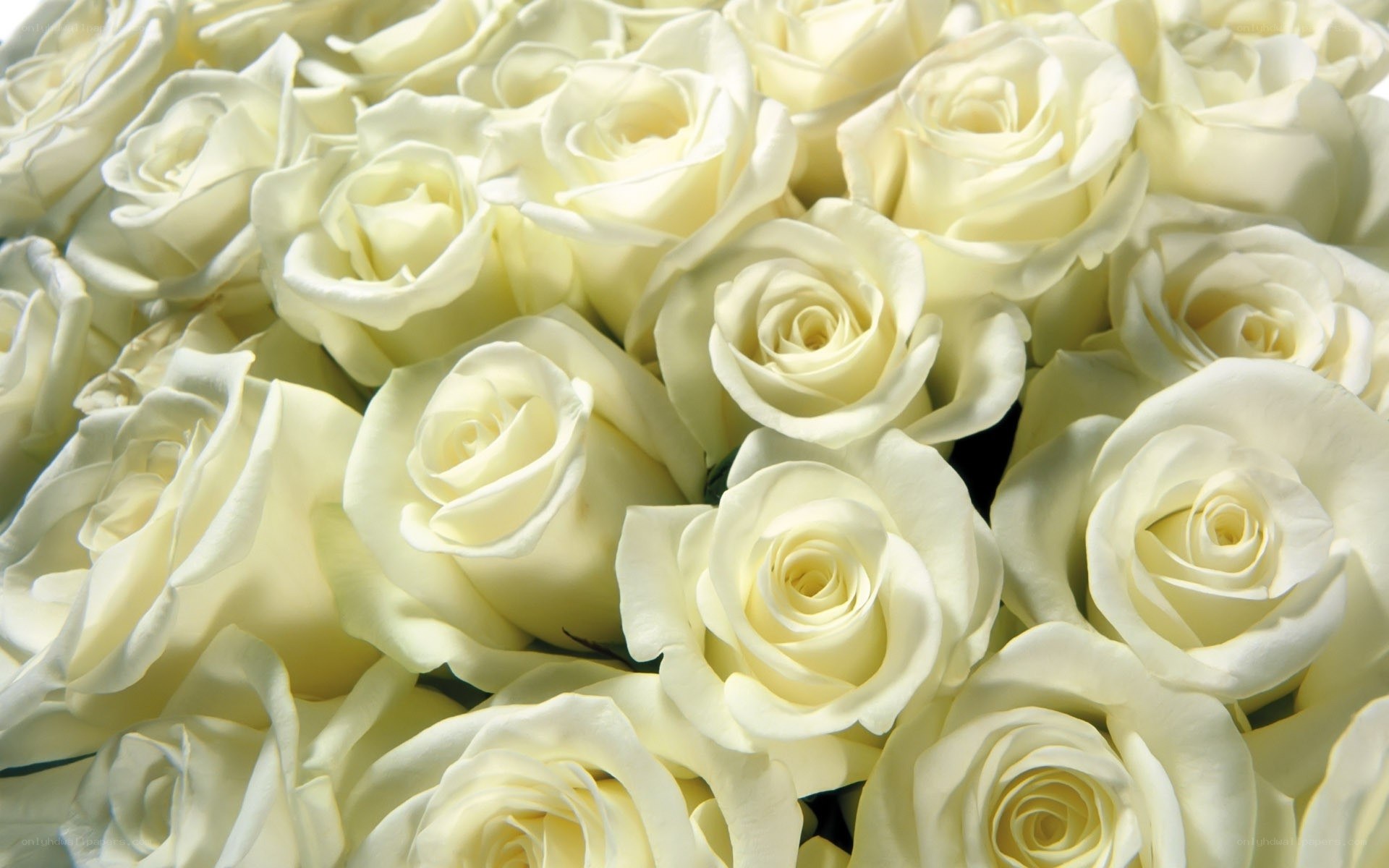 bouquet of white roses