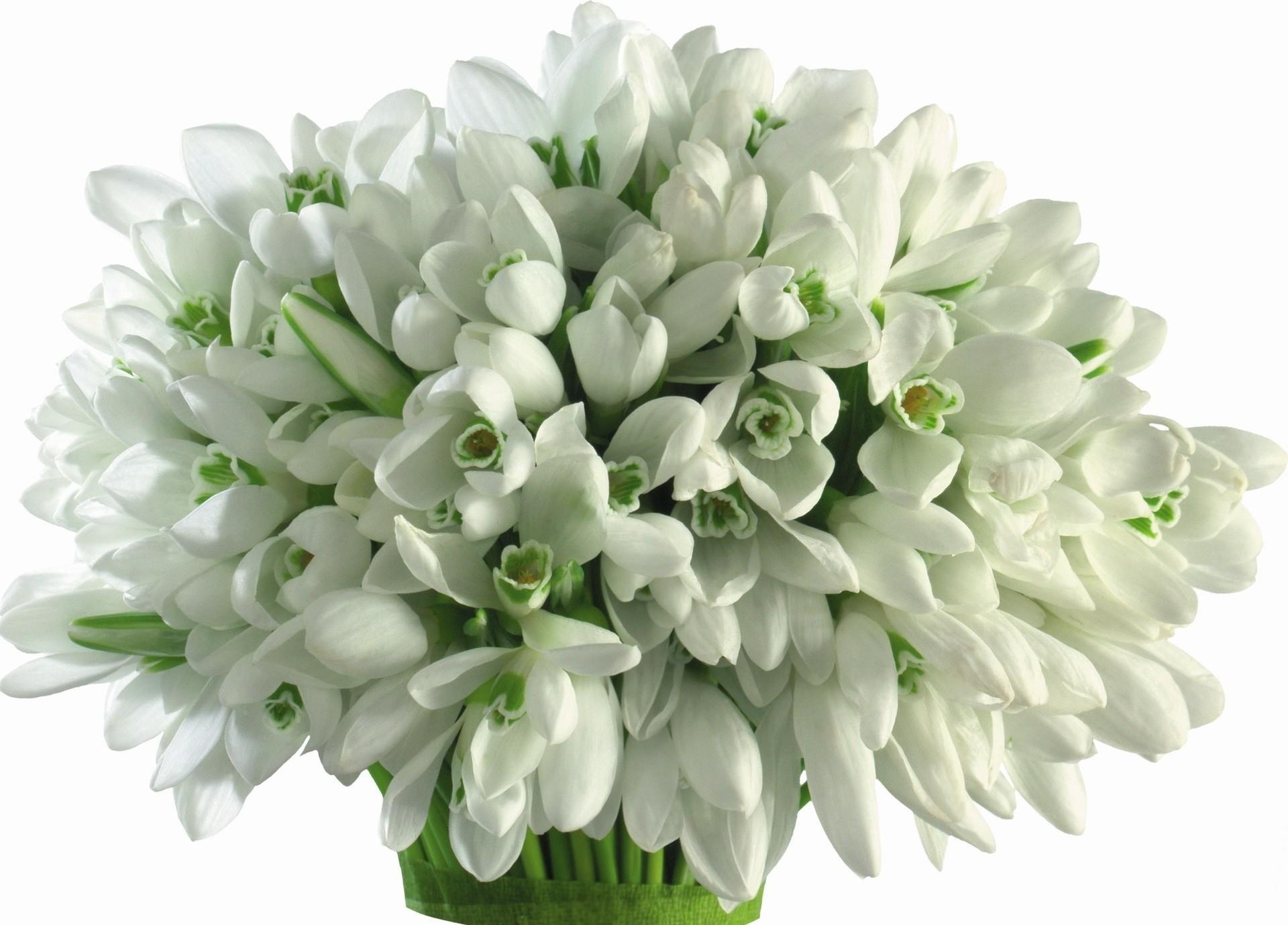 bouquet of white snowdrops