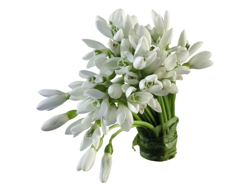bouquet of white snowdrops