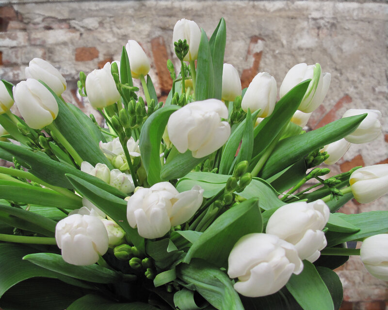 bouquet of white tulips