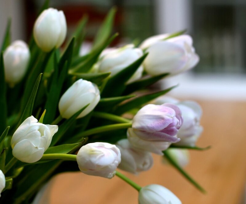 bouquet of white tulips