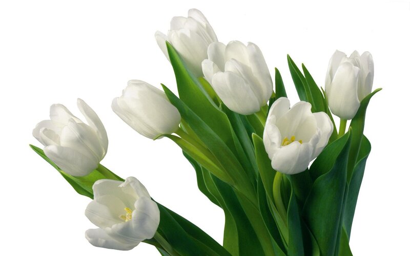 bouquet of white tulips