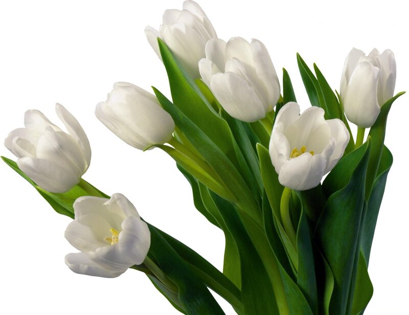 bouquet of white tulips