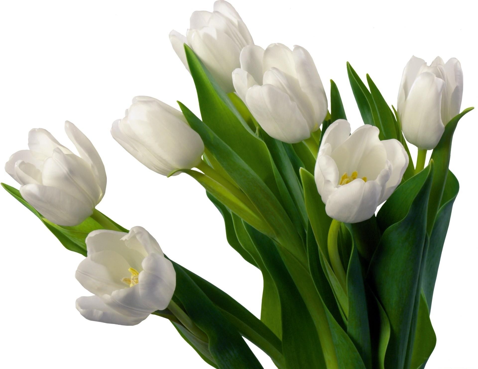 bouquet of white tulips
