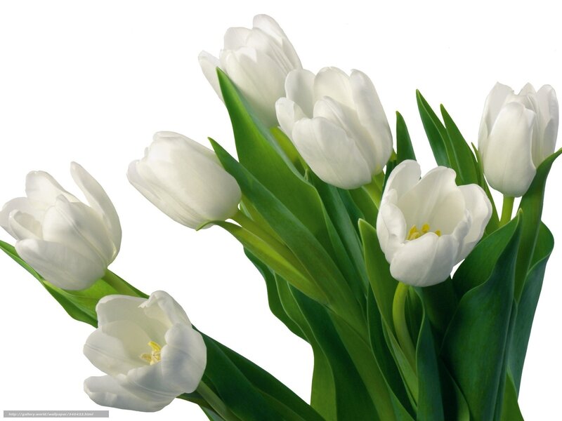 bouquet of white tulips